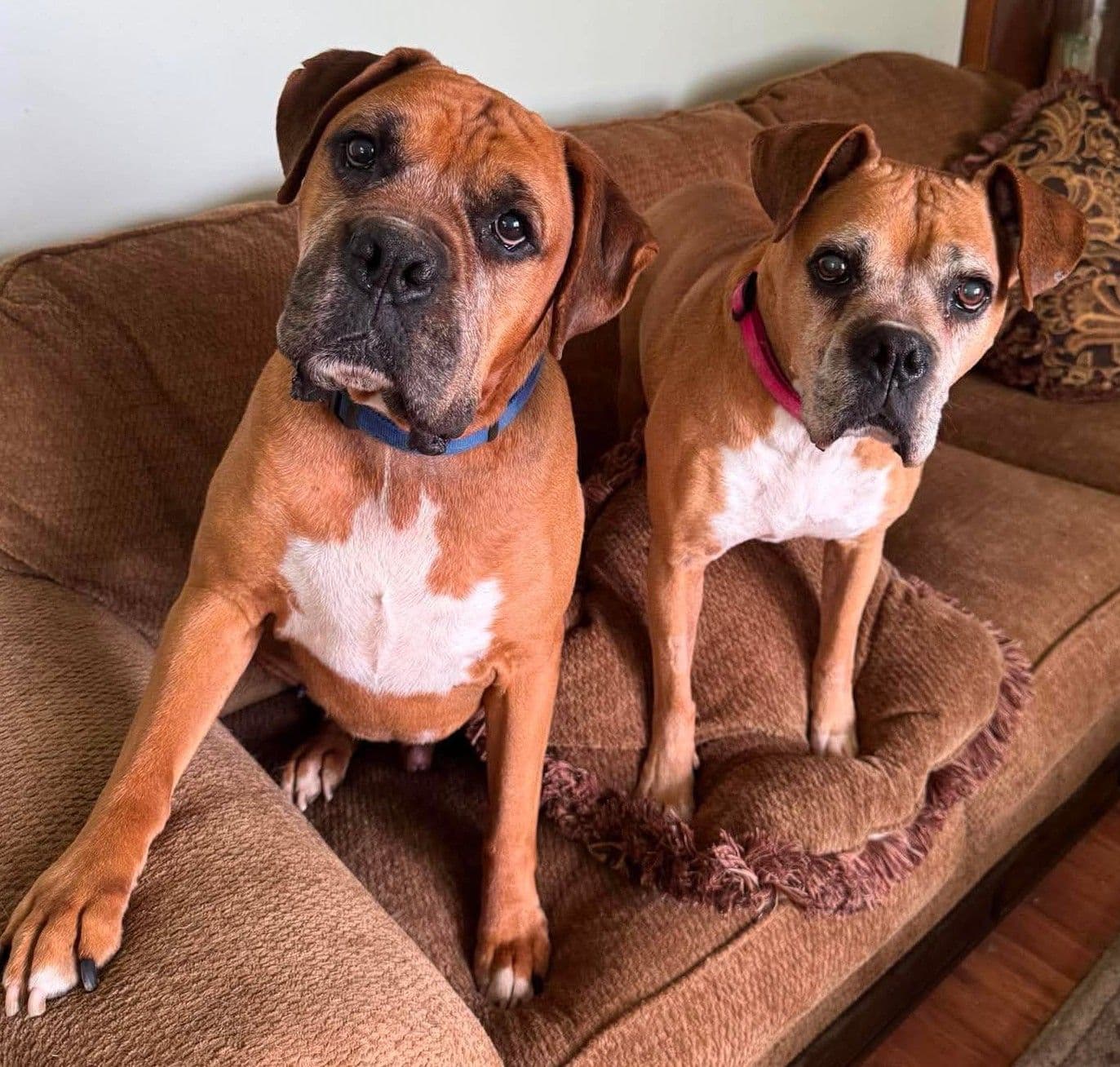 Sandy - Foster Or Adopt Me With Danny - Boxer