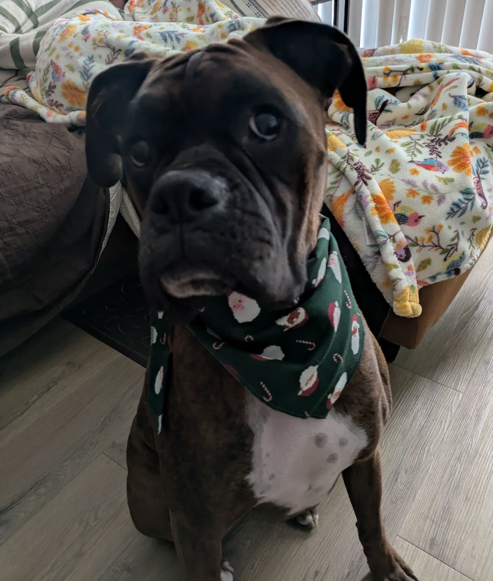 Maverick - Boxer