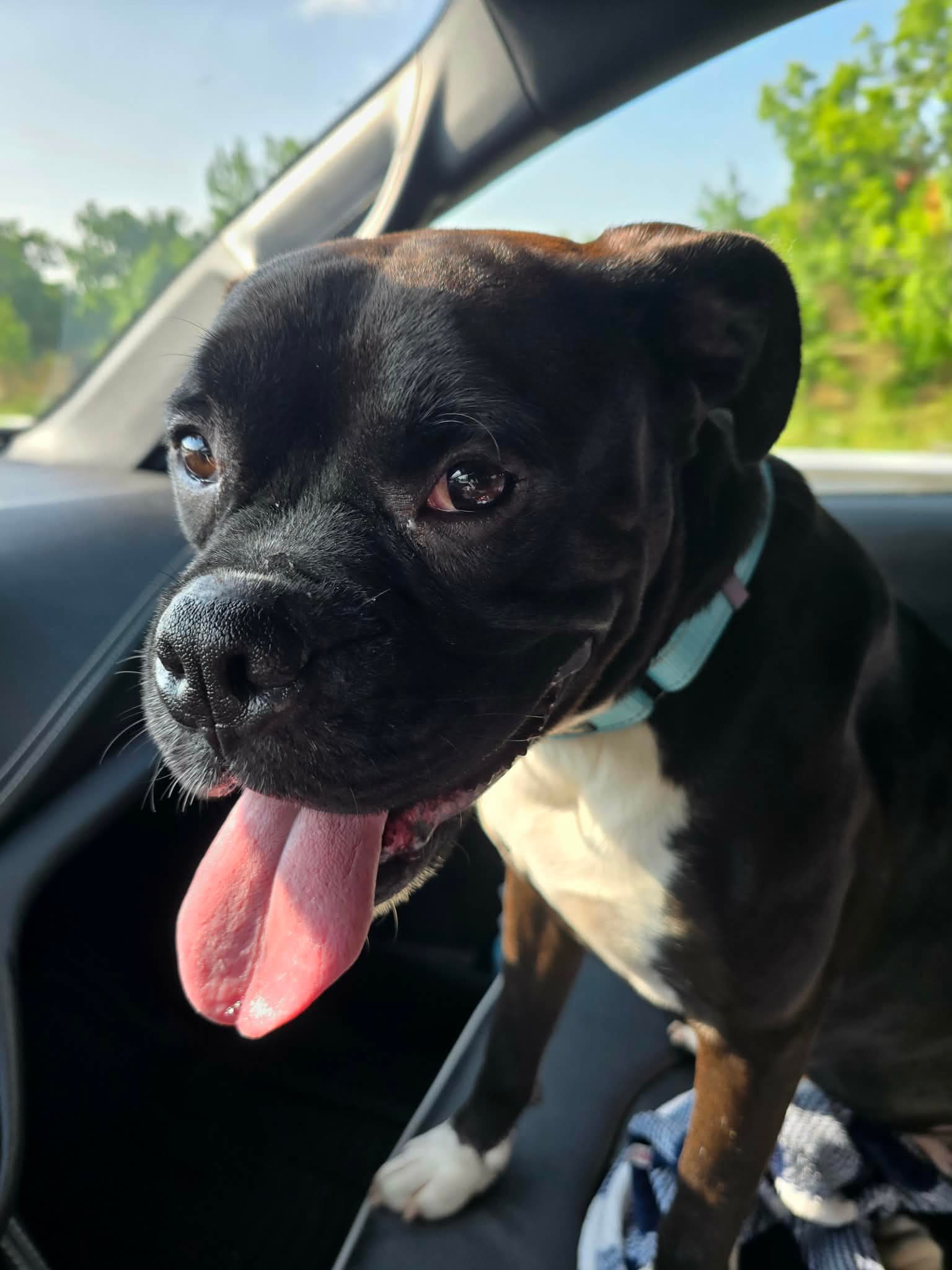 Pup Aka Duke - Adoption Interest - Boxer