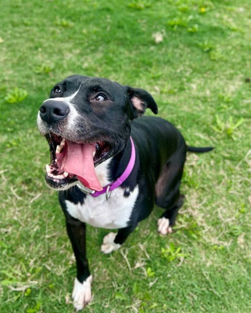 Astria - Pit Bull Terrier