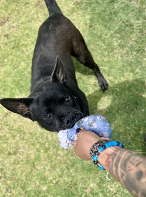 Reggie - Pit Bull Terrier