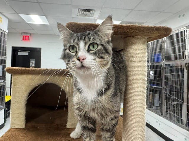 Trevor - Domestic Short Hair
