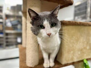 Tony - Domestic Short Hair