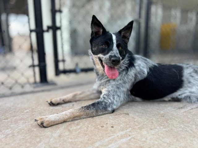 Sophie - Australian Cattle Dog/Blue Heeler