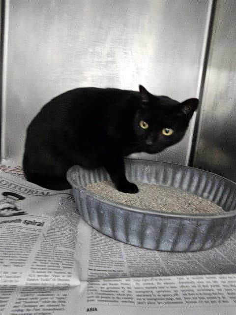 Kodak - Domestic Short Hair