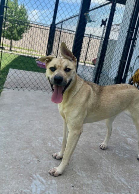 Maggie - German Shepherd Dog