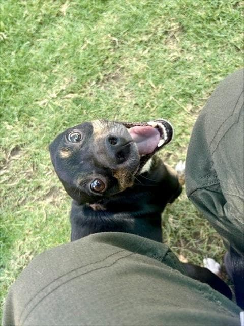 Stanley - Chihuahua
