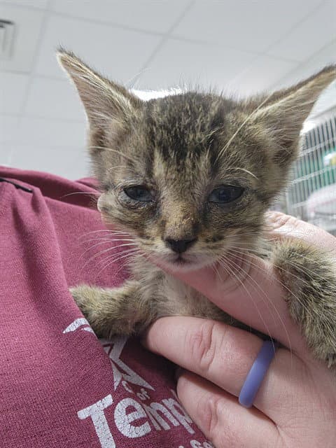 Unknown - Domestic Short Hair