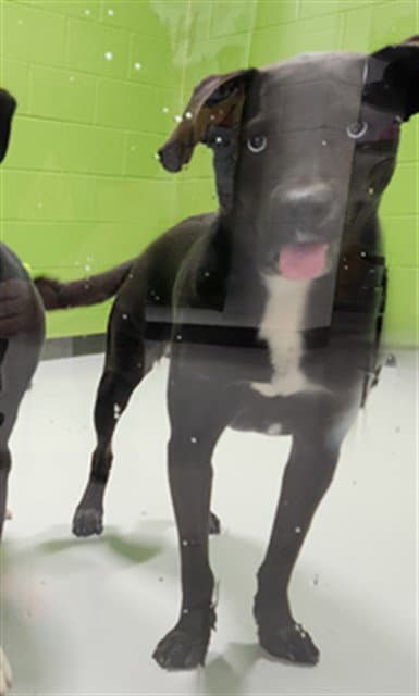 Doc - Labrador Retriever