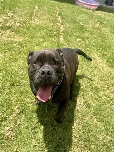 Dozer - American Bulldog
