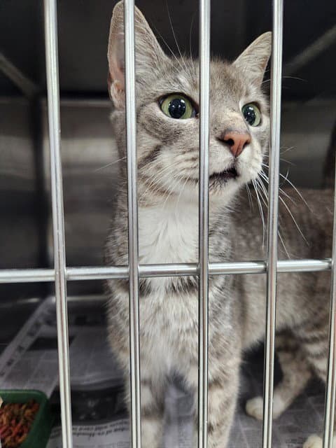 Unknown - Domestic Short Hair