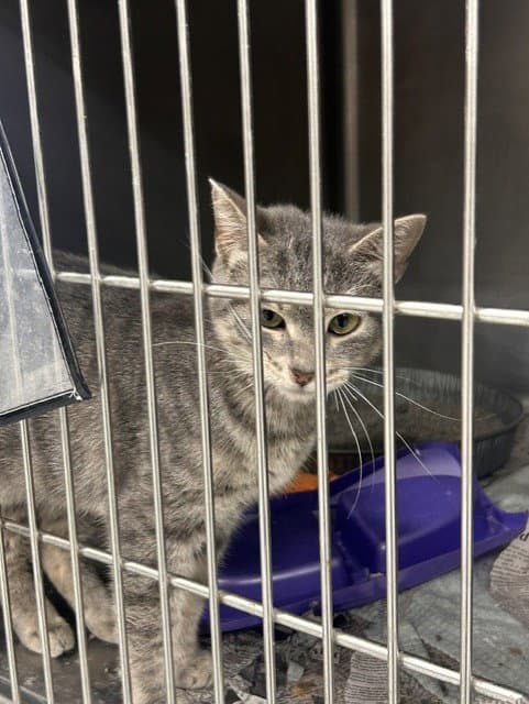 Unknown - Domestic Short Hair
