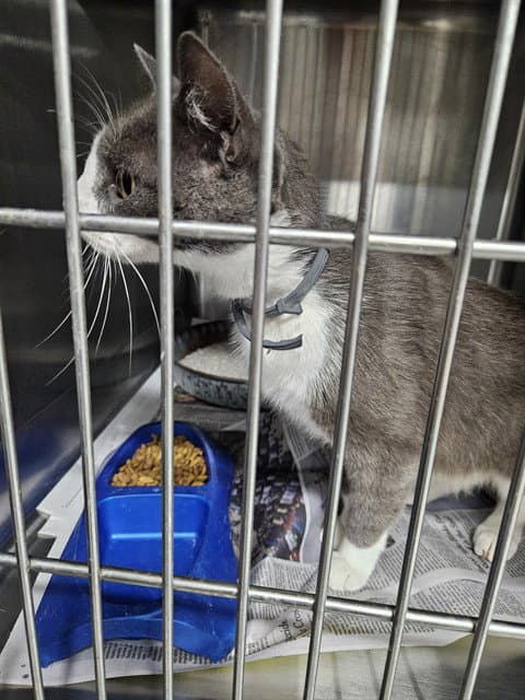 Unknown - Domestic Short Hair