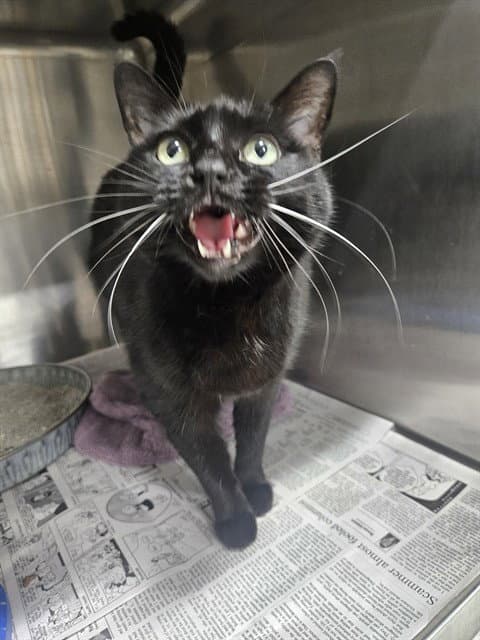 Unknown - Domestic Short Hair