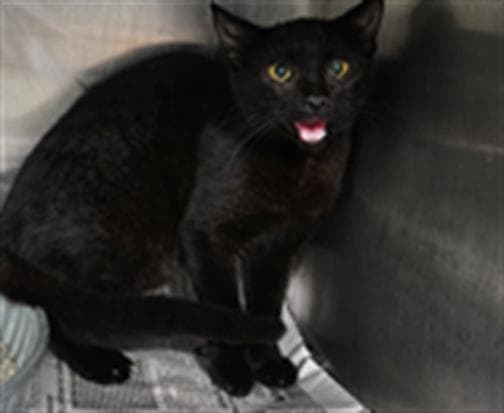 Unknown - Domestic Short Hair