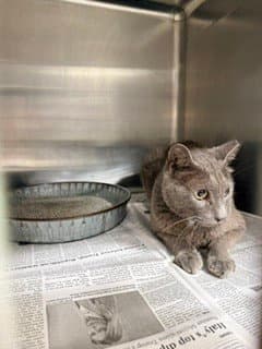 Unknown - Domestic Short Hair