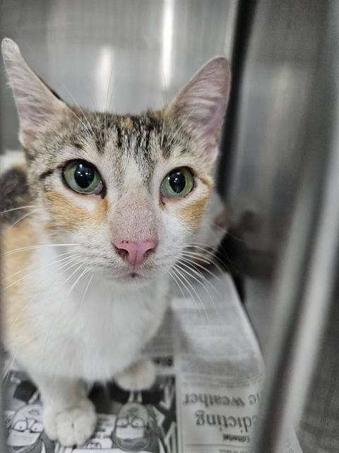 Unknown - Domestic Short Hair