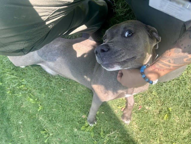 Sage - Pit Bull Terrier