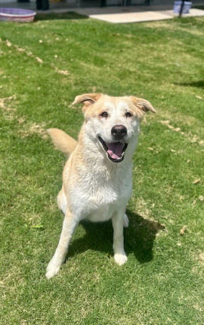 Lila - Labrador Retriever