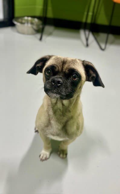 Unknown - Pug