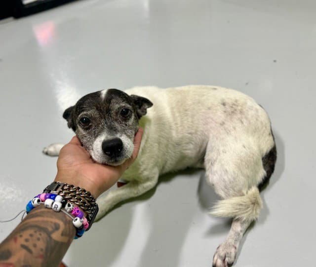 Unknown - Jack Russell Terrier (Parson Russell Terrier)