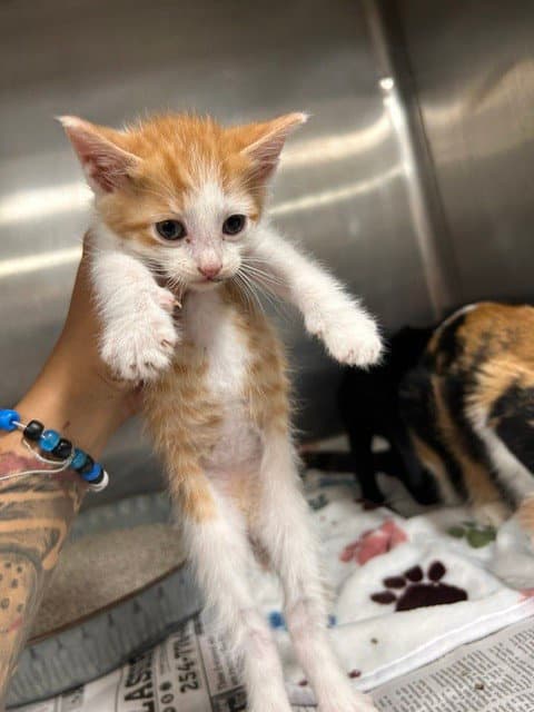 Unknown - Domestic Short Hair