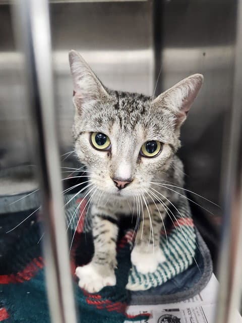 Unknown - Domestic Short Hair