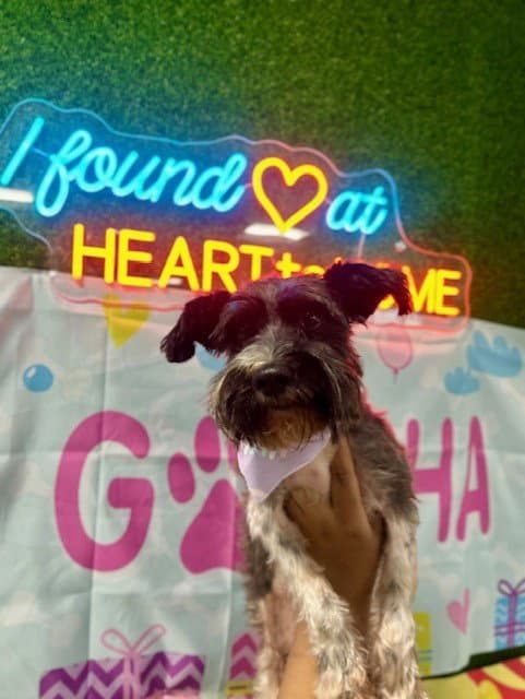 Butler - Miniature Schnauzer