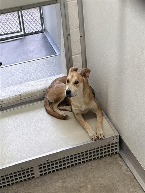 Unknown - Labrador Retriever