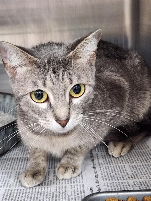 Hazel - Domestic Short Hair