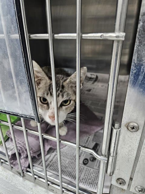 Trixie - Domestic Short Hair