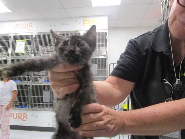 Unknown - Domestic Short Hair