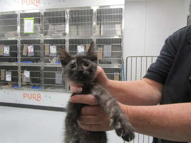 Unknown - Domestic Short Hair