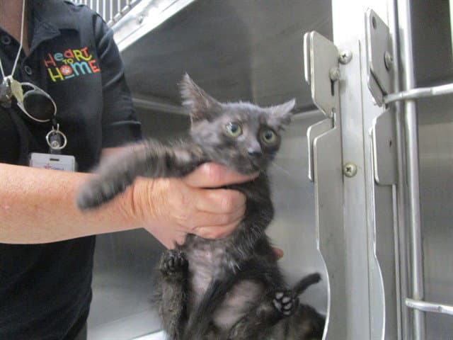 Unknown - Domestic Short Hair