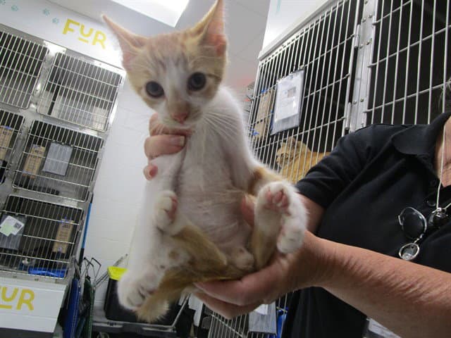 Unknown - Domestic Short Hair