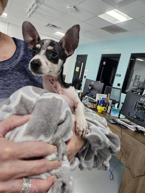 Spark - Chihuahua
