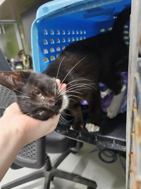 King Bumi - Domestic Short Hair