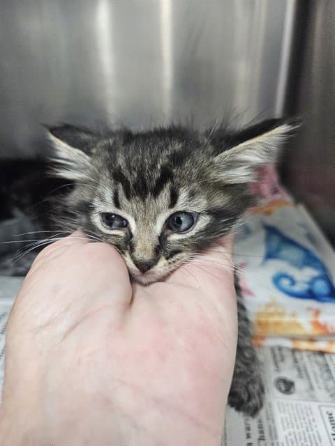 Unknown - Domestic Medium Hair