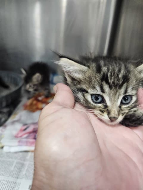 Unknown - Domestic Medium Hair