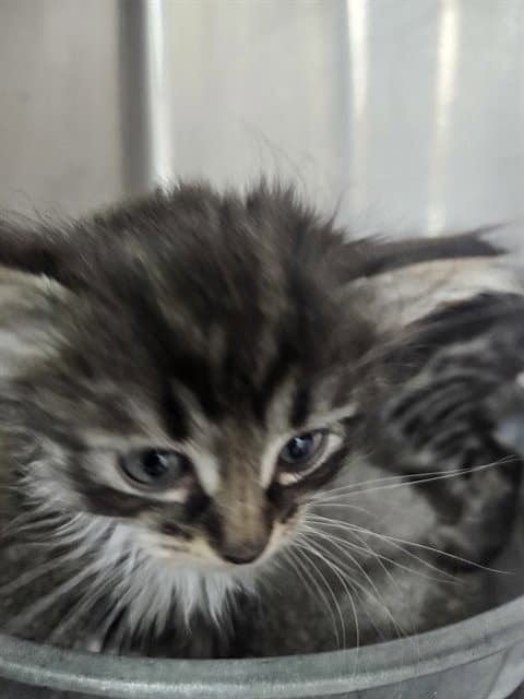Unknown - Domestic Medium Hair