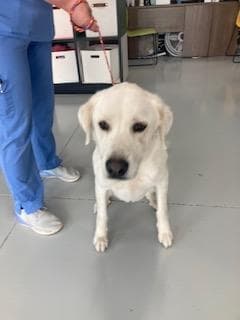 Daisy - Labrador Retriever