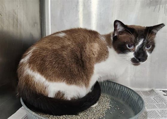 Blue - Domestic Short Hair