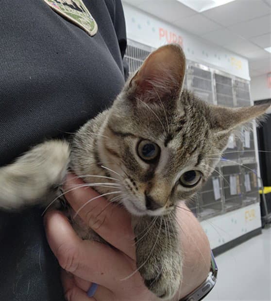Unknown - Domestic Short Hair