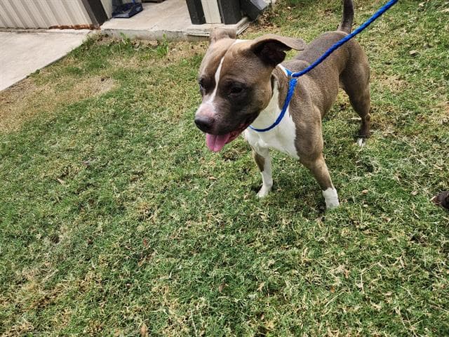 Bruce - Pit Bull Terrier