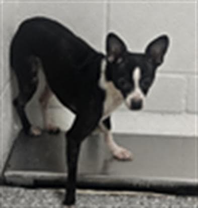 Layla - Chihuahua