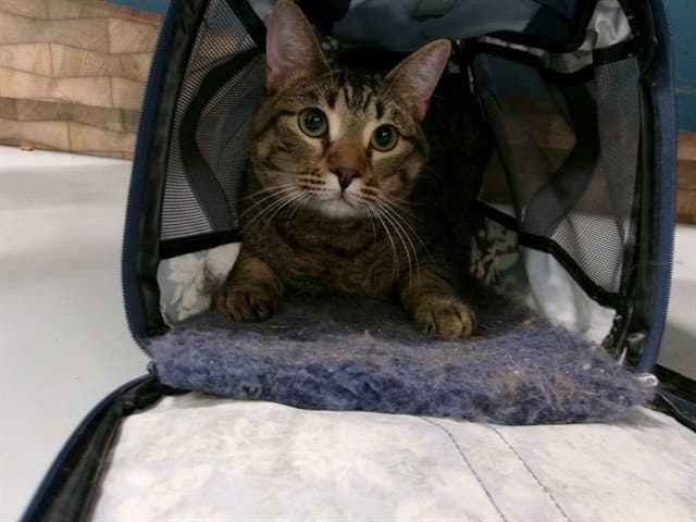 Atticus - Domestic Short Hair