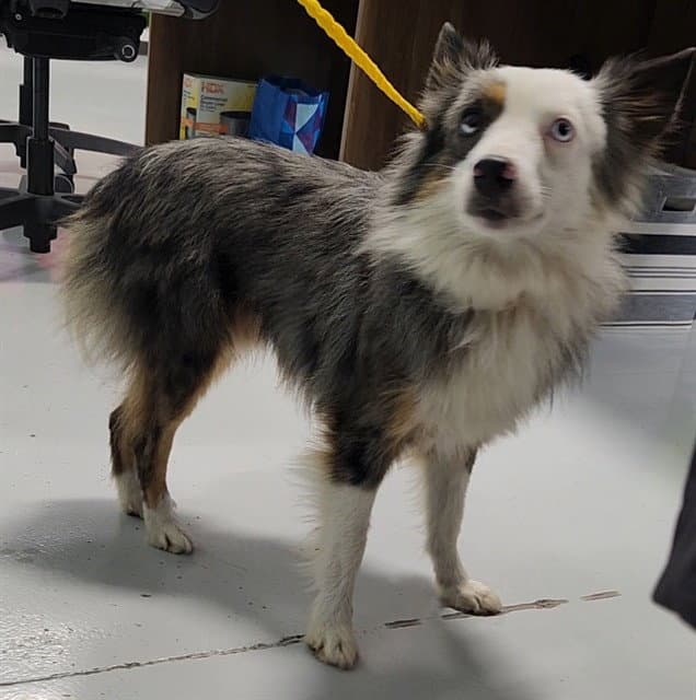 Aldo - Australian Shepherd