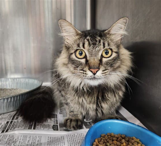 Six - Maine Coon