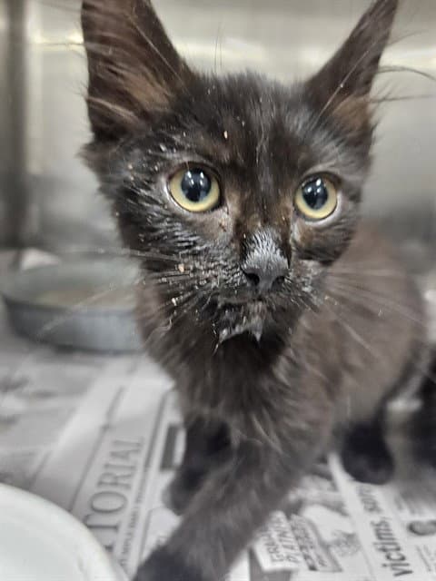 Unknown - Domestic Medium Hair