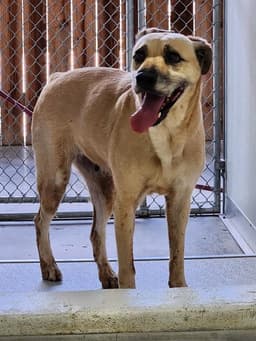 Lucy image 1